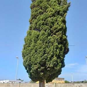 L'Albero bello Holiday